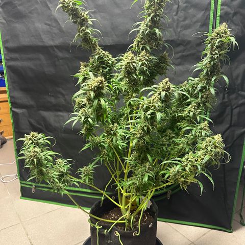 Watermelon Zkittlez Auto growlog timeline photo