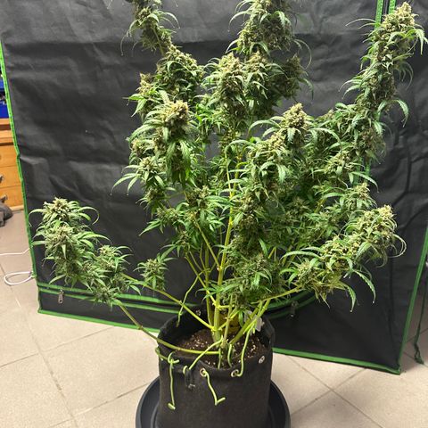 Watermelon Zkittlez Auto growlog timeline photo