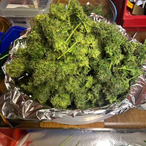 Watermelon Zkittlez Auto growlog timeline photo