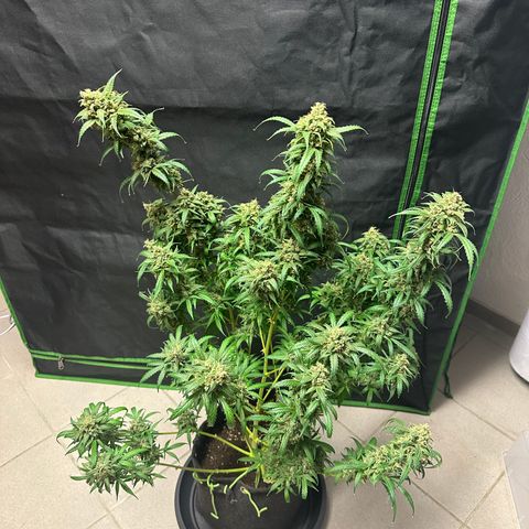 Watermelon Zkittlez Auto growlog timeline photo
