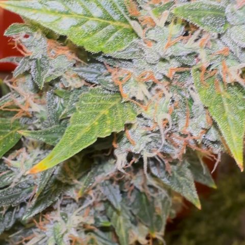 Lemon Haze Auto growlog timeline photo