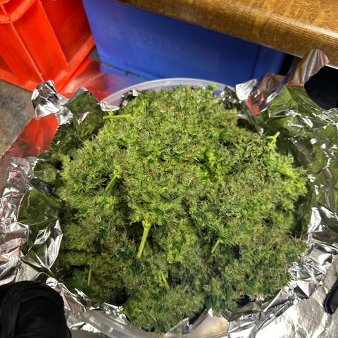 Lemon Haze Auto growlog timeline photo