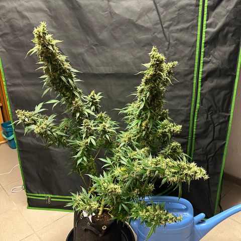 Lemon Haze Auto growlog timeline photo