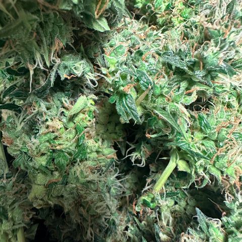 Lemon Haze Auto growlog timeline photo
