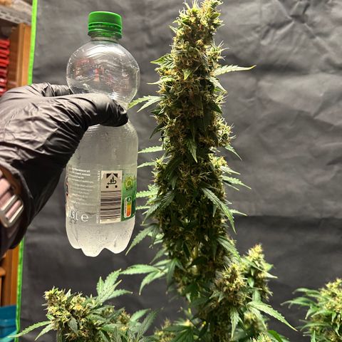 Lemon Haze Auto growlog timeline photo