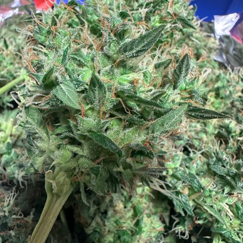 Lemon Haze Auto growlog timeline photo