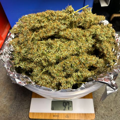Lemon Haze Auto growlog timeline photo