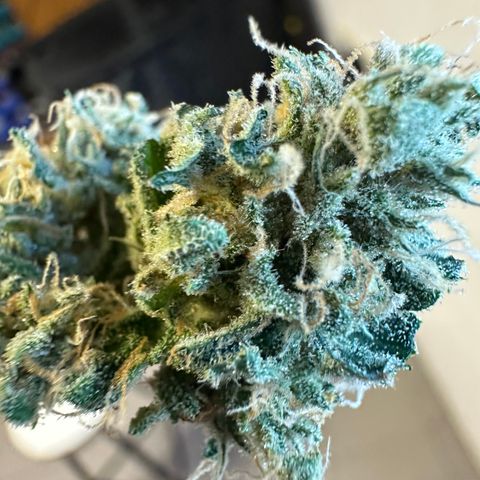 Auto Orange Bud growlog timeline photo