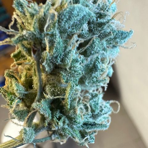 Auto Orange Bud growlog timeline photo