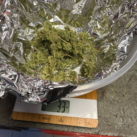 Auto Orange Bud growlog timeline photo