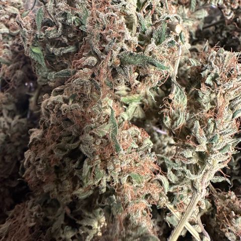 Watermelon Zkittlez Auto growlog timeline photo