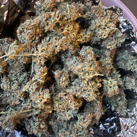 Watermelon Zkittlez Auto growlog timeline photo