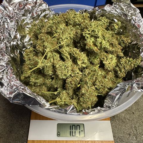 Watermelon Zkittlez Auto growlog timeline photo