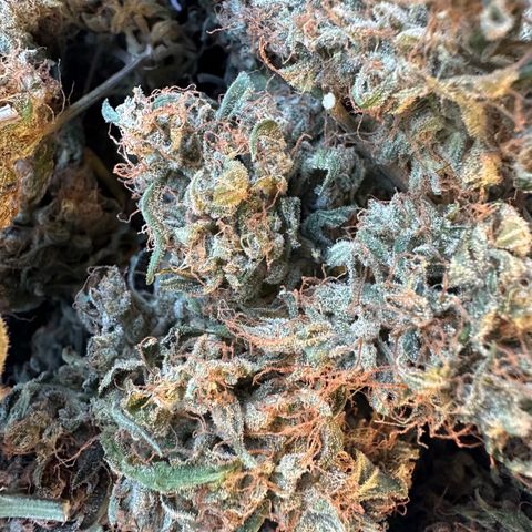 Watermelon Zkittlez Auto growlog timeline photo