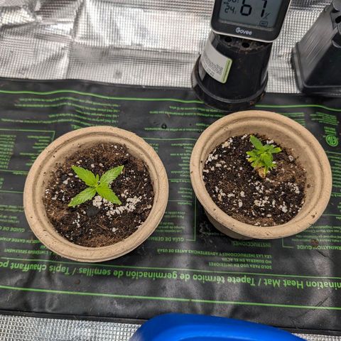 Boris growlog photo: Boris on the left and Aurora trying to make a come back on the right. 