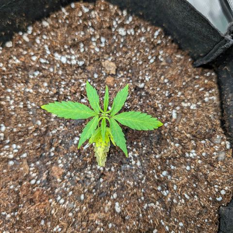 Boris growlog timeline photo
