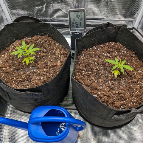 Boris growlog photo: Aurora made a come back. Shes on the left. 