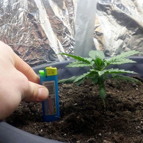 Critical 420 auto growlog timeline photo