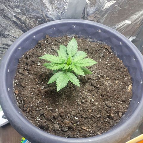 Critical 420 auto growlog timeline photo