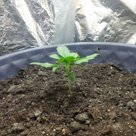 Critical 420 auto growlog timeline photo