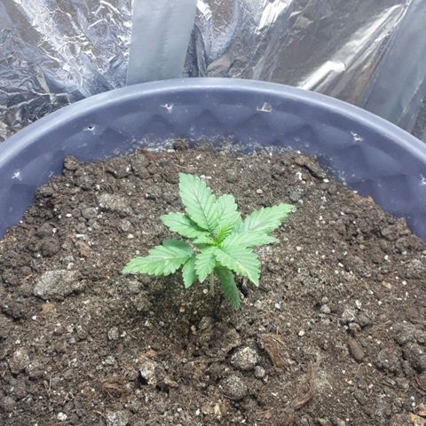 Critical 420 auto growlog timeline photo