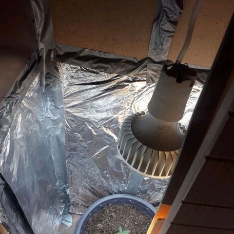 Critical 420 auto growlog timeline photo