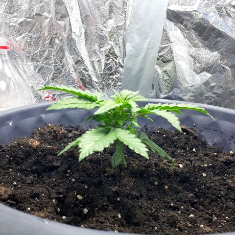 Critical 420 auto growlog timeline photo