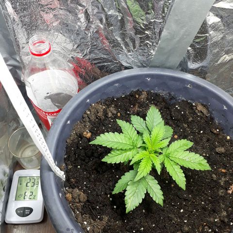 Critical 420 auto growlog timeline photo