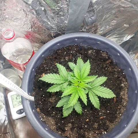 Critical 420 auto growlog photo: 10см рост 
