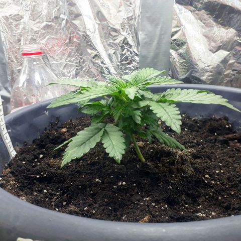Critical 420 auto growlog photo: 10см рост 
