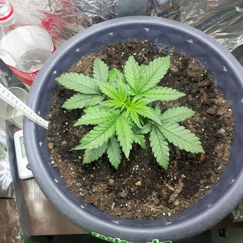Critical 420 auto growlog photo: 12 см рост 