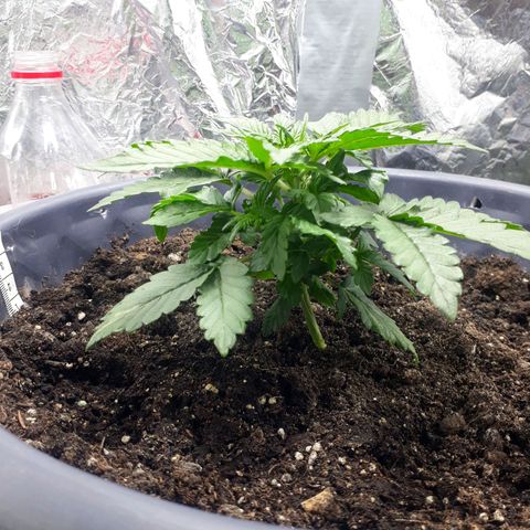 Critical 420 auto growlog photo: 12 см рост 