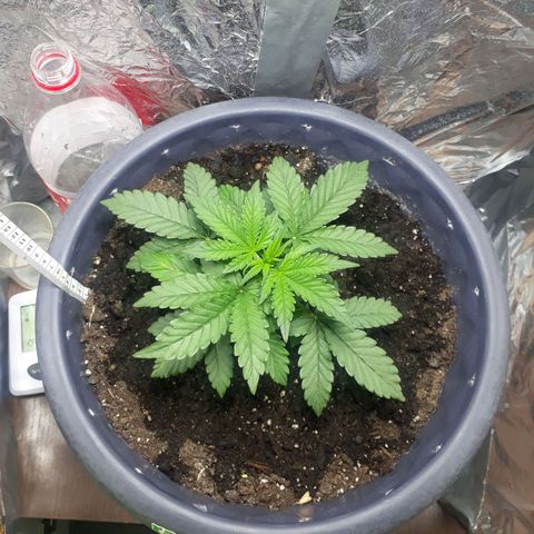 Critical 420 auto growlog photo: 12см рост