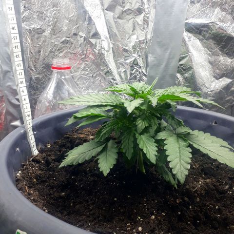 Critical 420 auto growlog photo: 12см рост