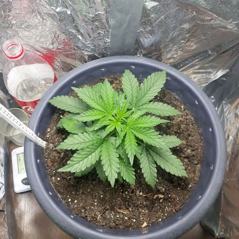 Critical 420 auto growlog timeline photo