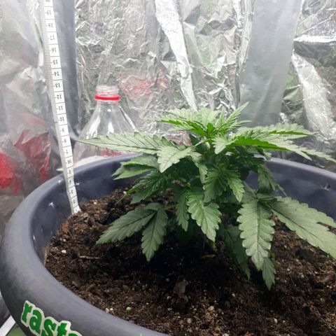 Critical 420 auto growlog timeline photo