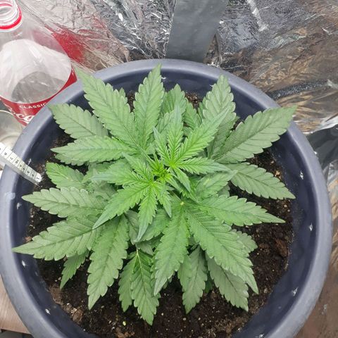Critical 420 auto growlog timeline photo
