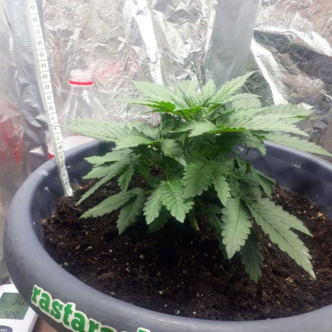 Critical 420 auto growlog timeline photo