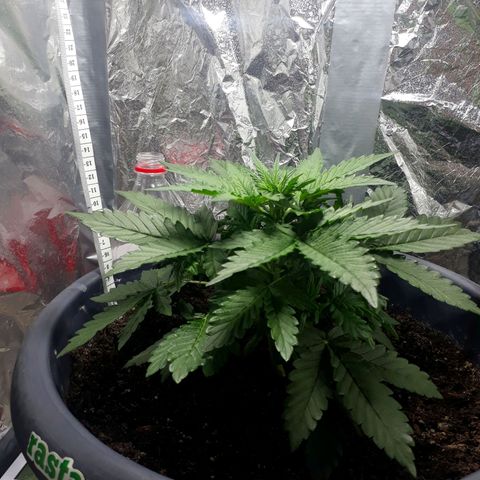 Critical 420 auto growlog timeline photo
