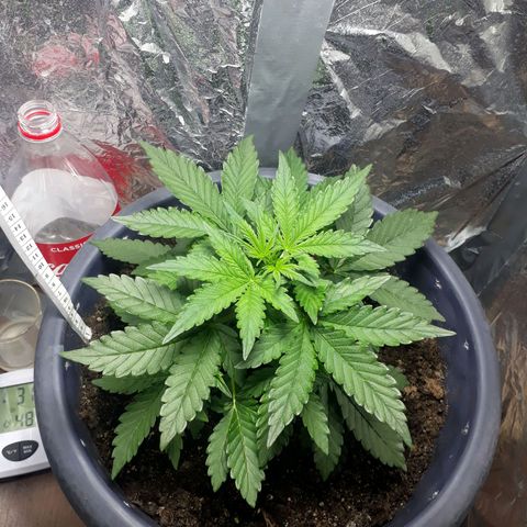 Critical 420 auto growlog timeline photo