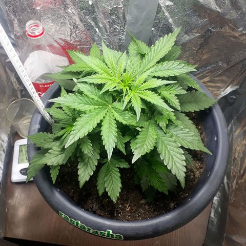 Critical 420 auto growlog timeline photo
