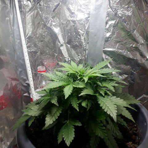 Critical 420 auto growlog timeline photo