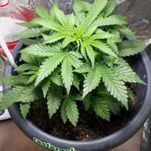 Critical 420 auto growlog timeline photo