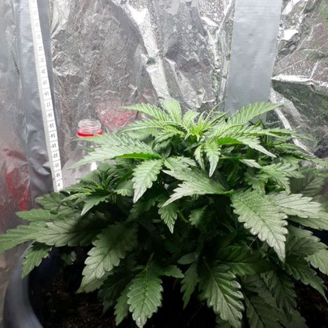 Critical 420 auto growlog timeline photo