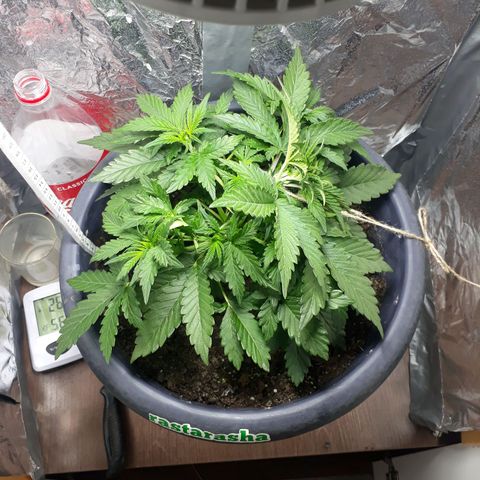 Critical 420 auto growlog timeline photo
