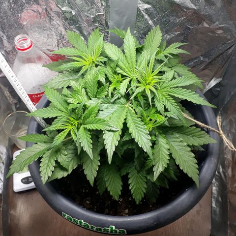 Critical 420 auto growlog timeline photo