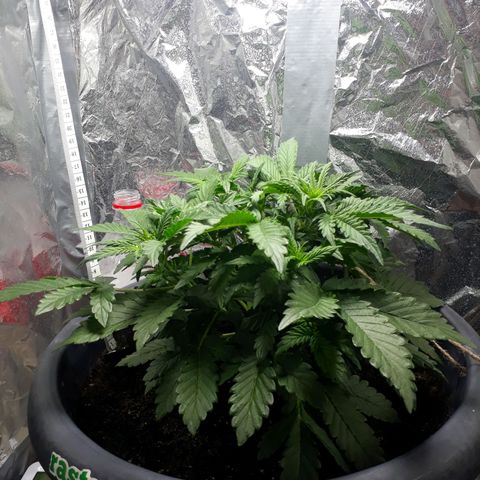 Critical 420 auto growlog timeline photo