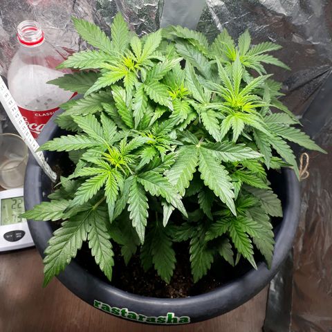Critical 420 auto growlog timeline photo