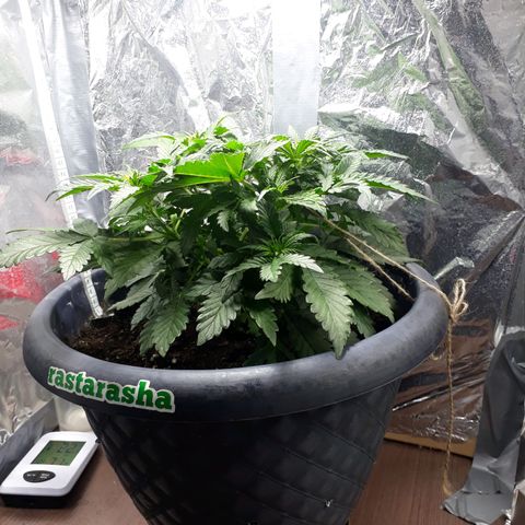 Critical 420 auto growlog timeline photo
