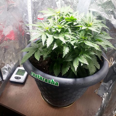 Critical 420 auto growlog timeline photo